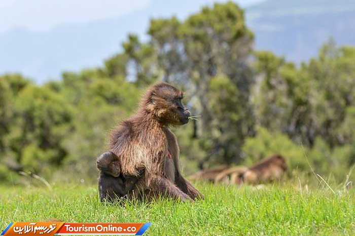 تور حیات وحش