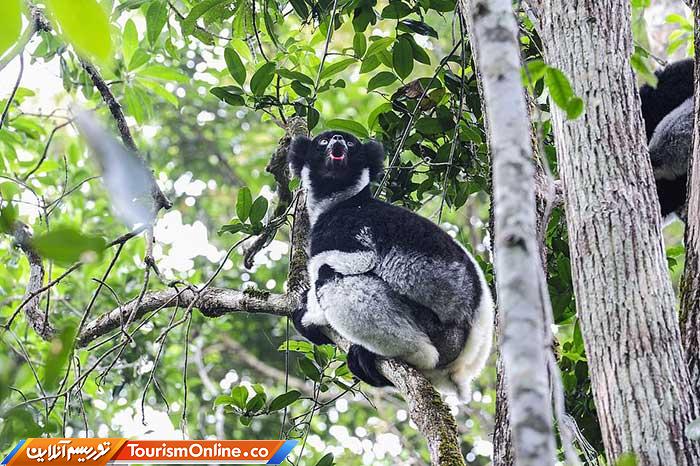 تور حیات وحش