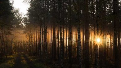 جنگل های لهستان