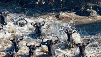 نشنال جئوگرافیک