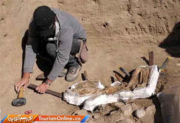 اسکلت انسان