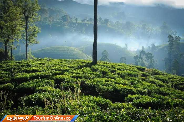 چای سریلانکا