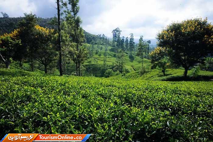 چای سریلانکا
