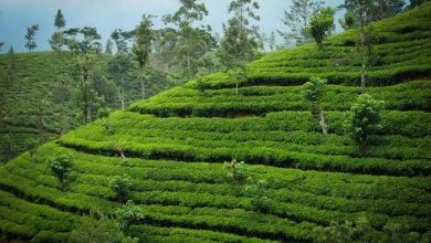 چای سریلانکا