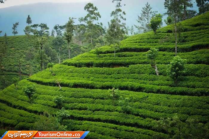 چای سریلانکا