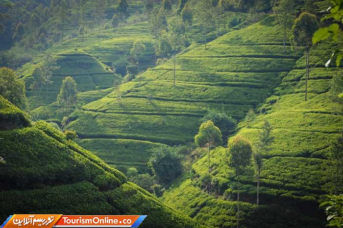 چای سریلانکا