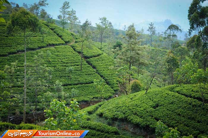 چای سریلانکا