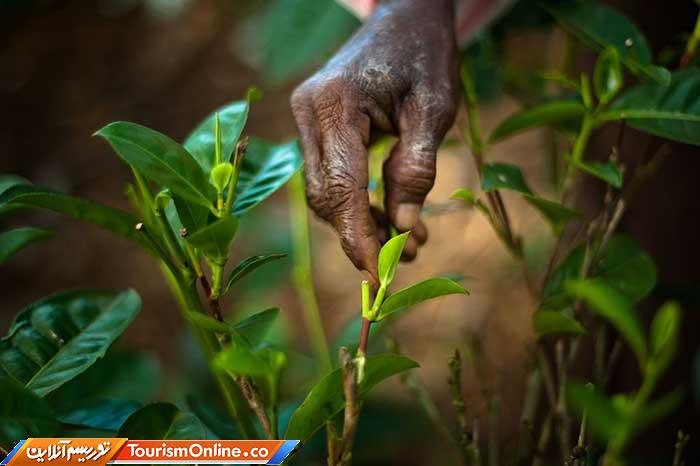 چای سریلانکا