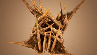 دانه یا بذر