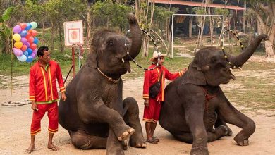 فیلهای تایلندی