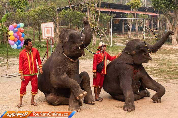 فیلهای تایلندی