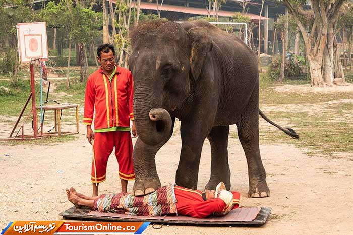 فیلهای تایلندی