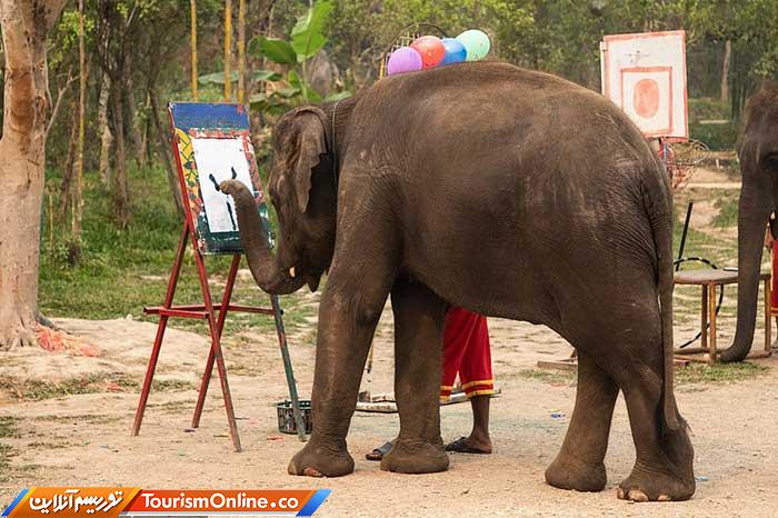 فیلهای تایلندی