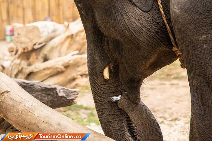 فیلهای تایلندی