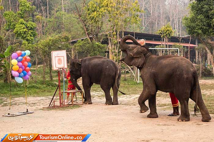 فیلهای تایلندی