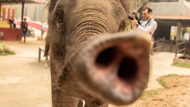 فیلهای تایلندی