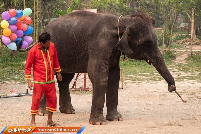 فیلهای تایلندی