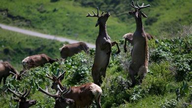 عکسهای خبری