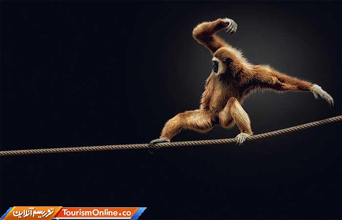 عکاسی پرتره از حیوانات