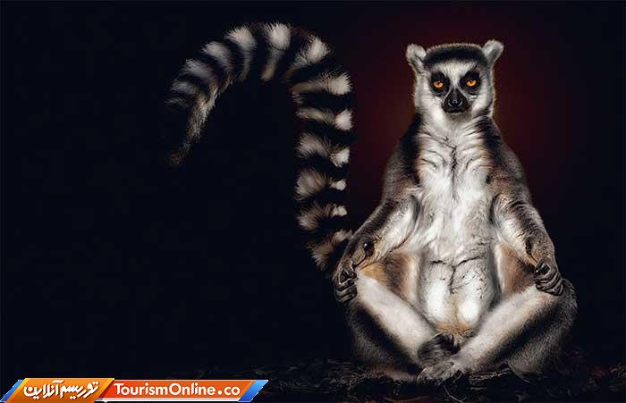 عکاسی پرتره از حیوانات