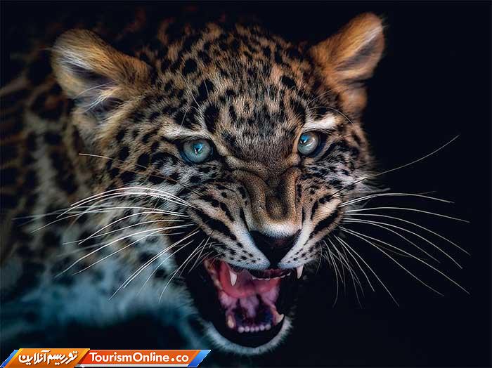 عکاسی پرتره از حیوانات