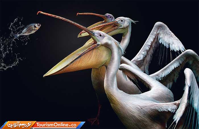 عکاسی پرتره از حیوانات