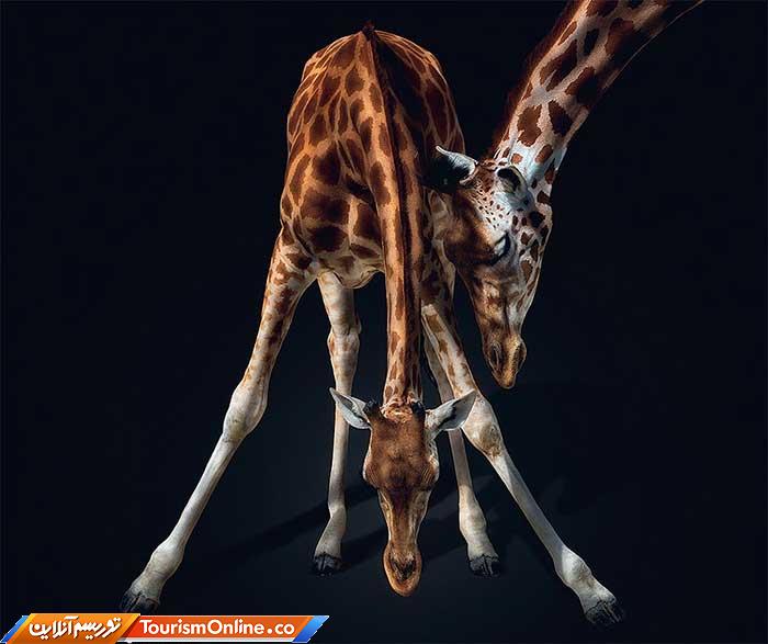 عکاسی پرتره از حیوانات