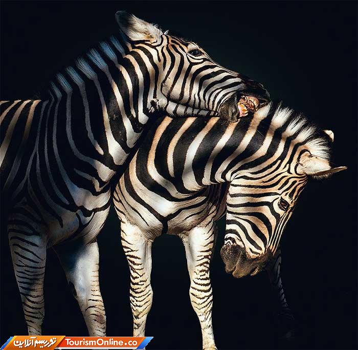 عکاسی پرتره از حیوانات