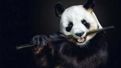 عکاسی پرتره از حیوانات