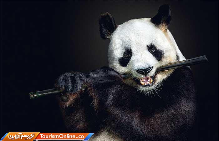 عکاسی پرتره از حیوانات