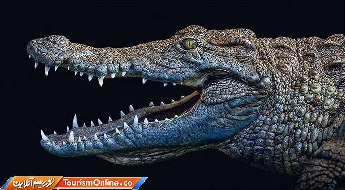 عکاسی پرتره از حیوانات