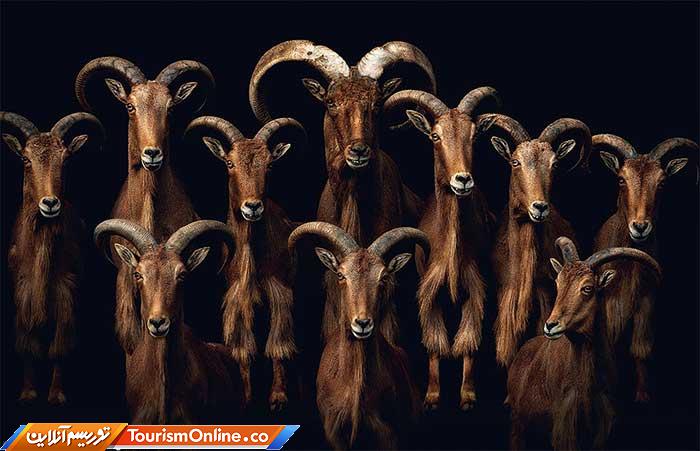 عکاسی پرتره از حیوانات