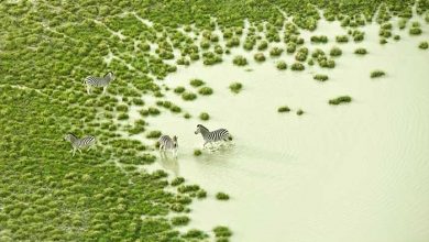 بوتسوانا و ایسلند