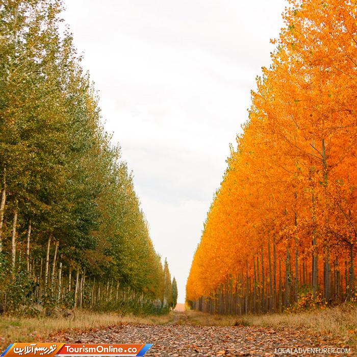 مزرعه درختی