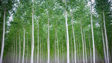 مزرعه درختی