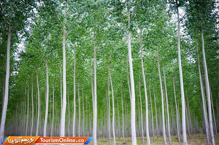 مزرعه درختی