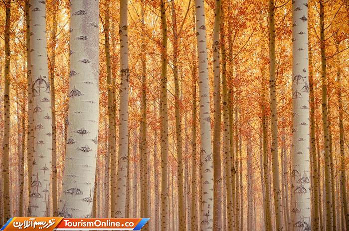 مزرعه درختی