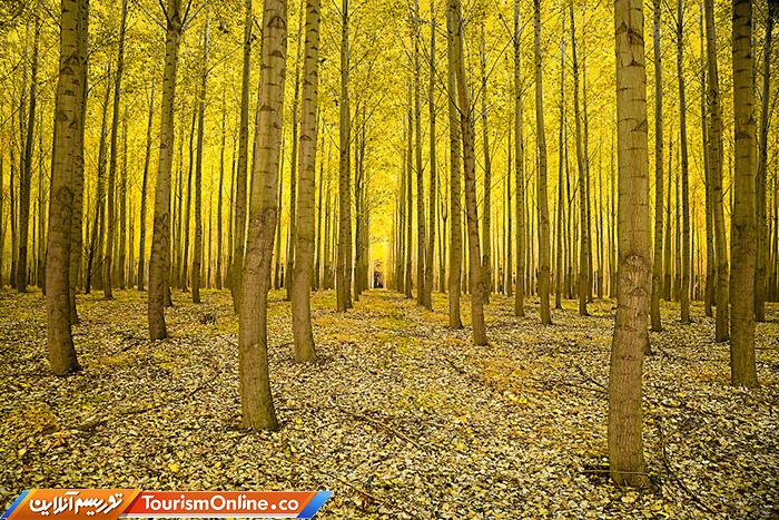 مزرعه درختی