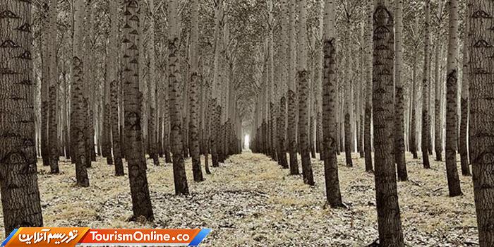 مزرعه درختی