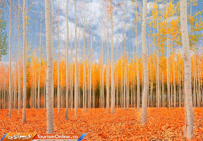 مزرعه درختی