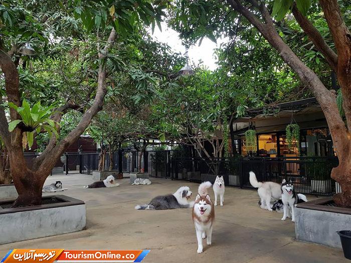 کافه حیوانات