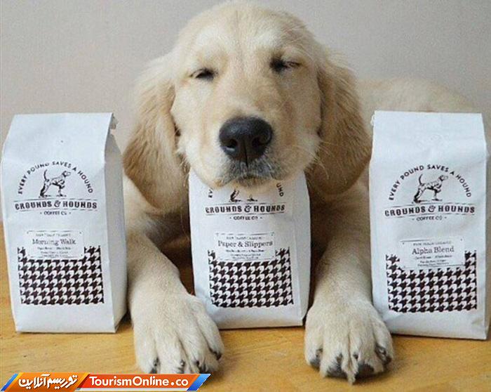 کافه حیوانات