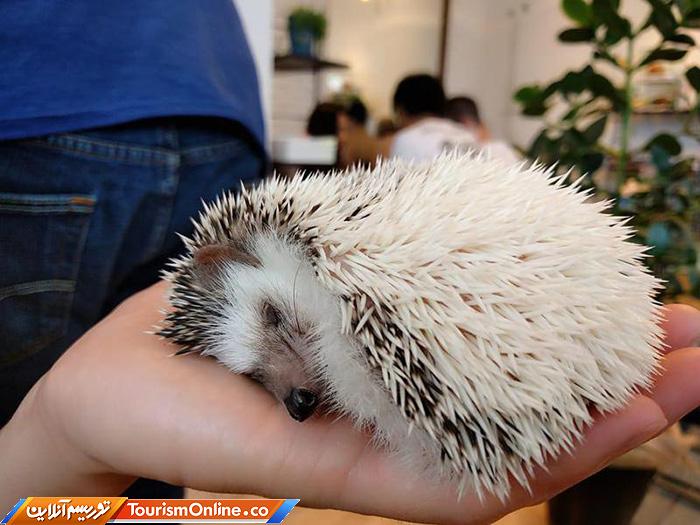 کافه حیوانات