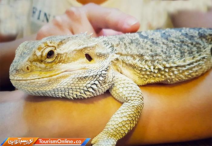 کافه حیوانات