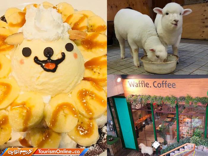 کافه حیوانات