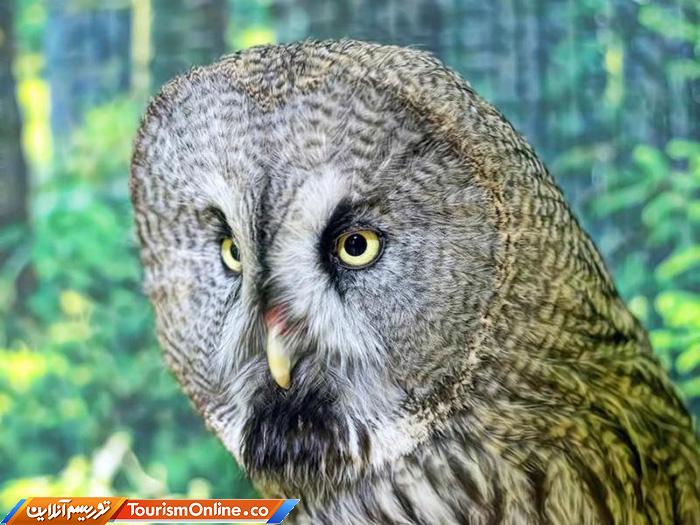 کافه حیوانات