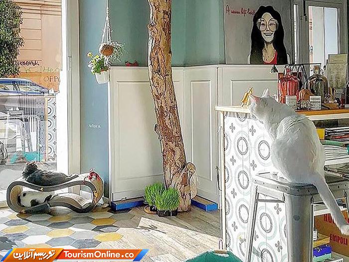 کافه حیوانات