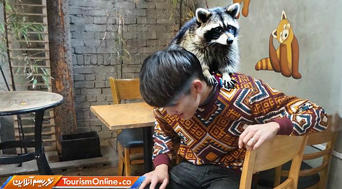 کافه حیوانات