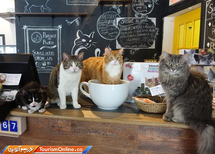 کافه حیوانات