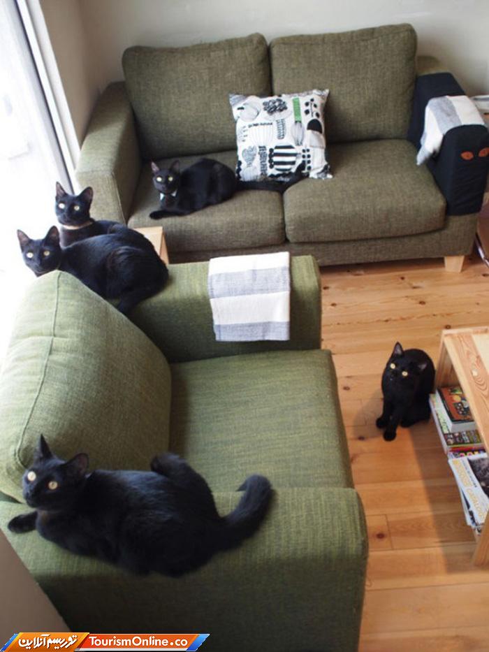 کافه حیوانات